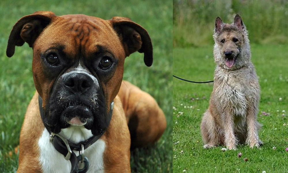 Belgian Shepherd Dog (Laekenois) vs Boxer - Breed Comparison