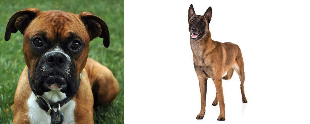 Belgian Shepherd Dog (Malinois) vs Boxer - Breed Comparison