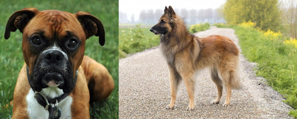 Belgian Shepherd Dog (Tervuren) vs Boxer - Breed Comparison