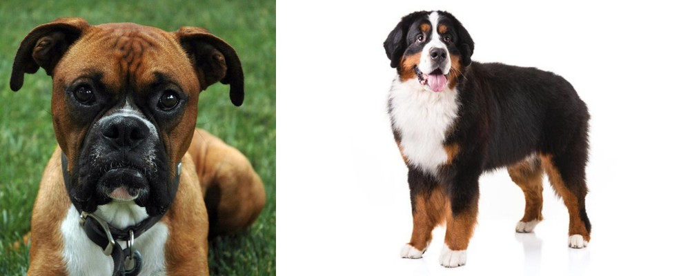 Bernese Mountain Dog vs Boxer - Breed Comparison
