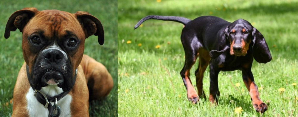 Black and Tan Coonhound vs Boxer - Breed Comparison
