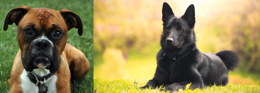 Black Norwegian Elkhound vs Boxer - Breed Comparison