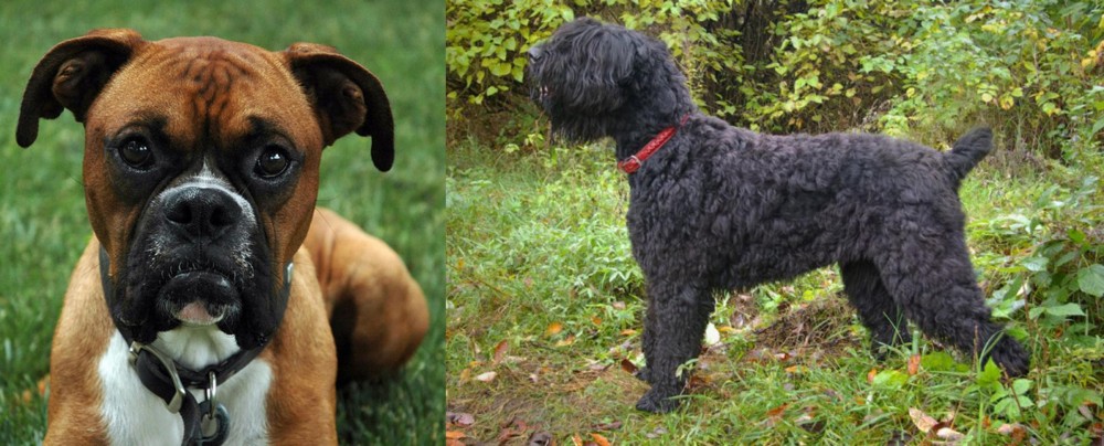 Black Russian Terrier vs Boxer - Breed Comparison