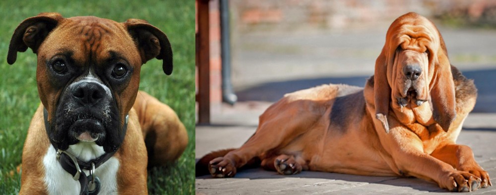 Bloodhound vs Boxer - Breed Comparison
