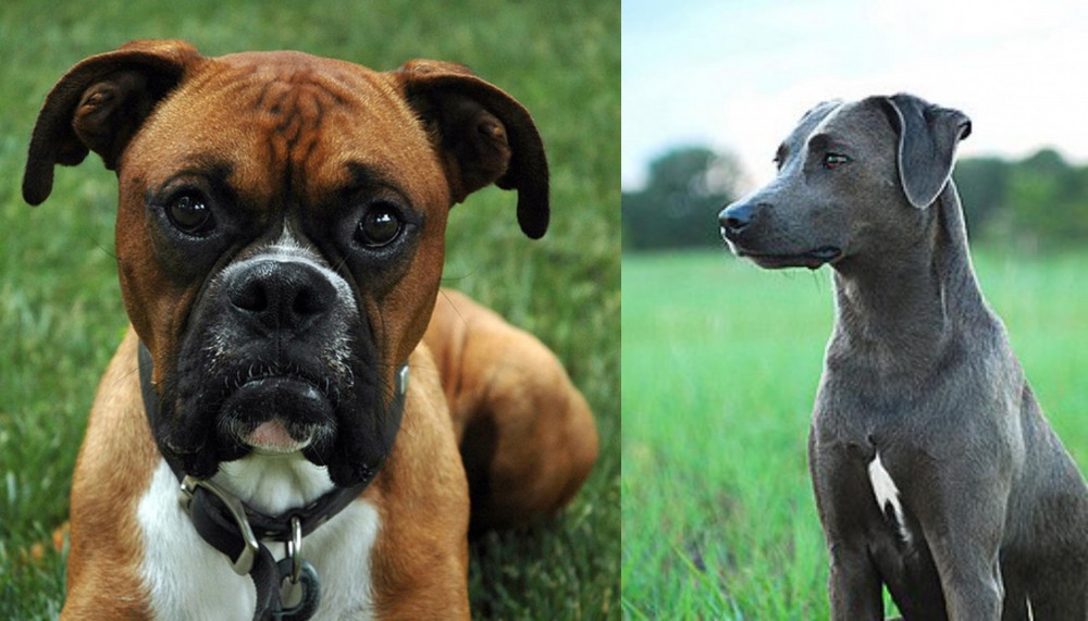 Blue Lacy vs Boxer - Breed Comparison