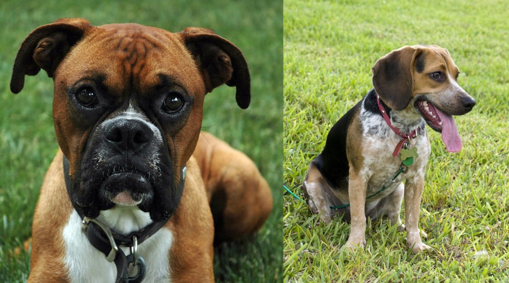 Bluetick Beagle vs Boxer - Breed Comparison