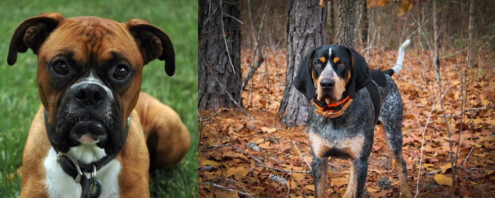 Bluetick Coonhound vs Boxer - Breed Comparison