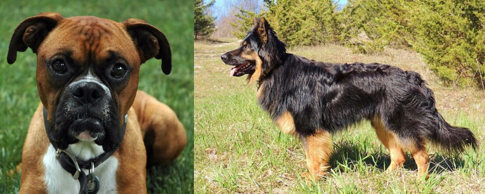Bohemian Shepherd vs Boxer - Breed Comparison