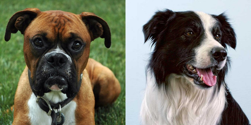 Border Collie vs Boxer - Breed Comparison
