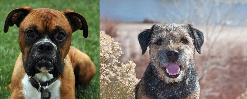 Border Terrier vs Boxer - Breed Comparison