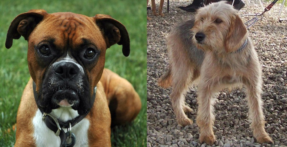Bosnian Coarse-Haired Hound vs Boxer - Breed Comparison