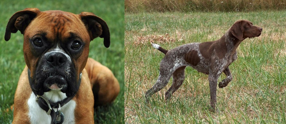Braque Francais vs Boxer - Breed Comparison
