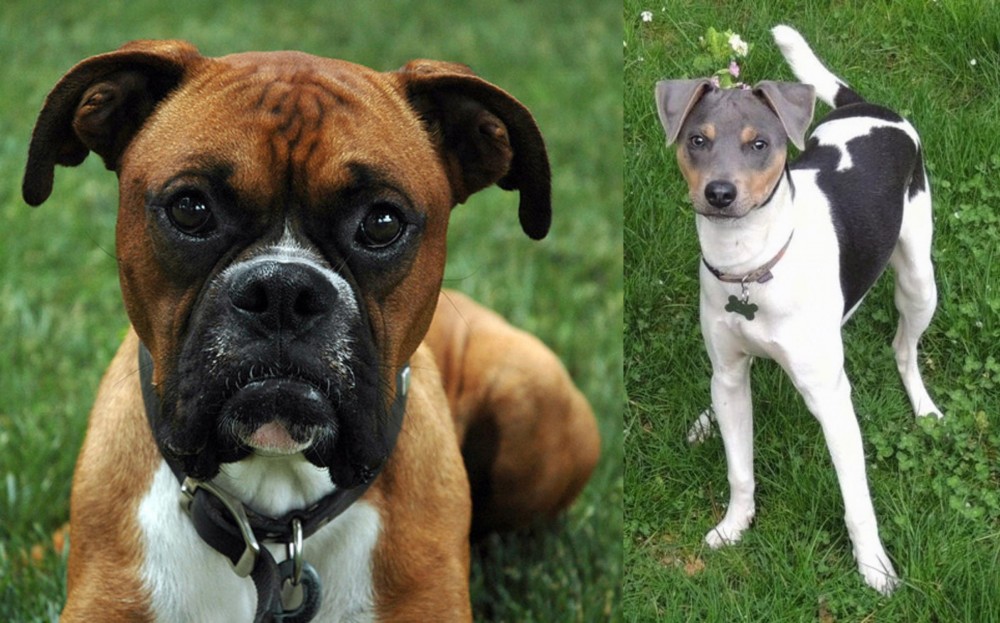 Brazilian Terrier vs Boxer - Breed Comparison