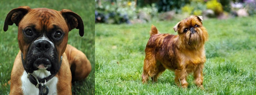 Brussels Griffon vs Boxer - Breed Comparison