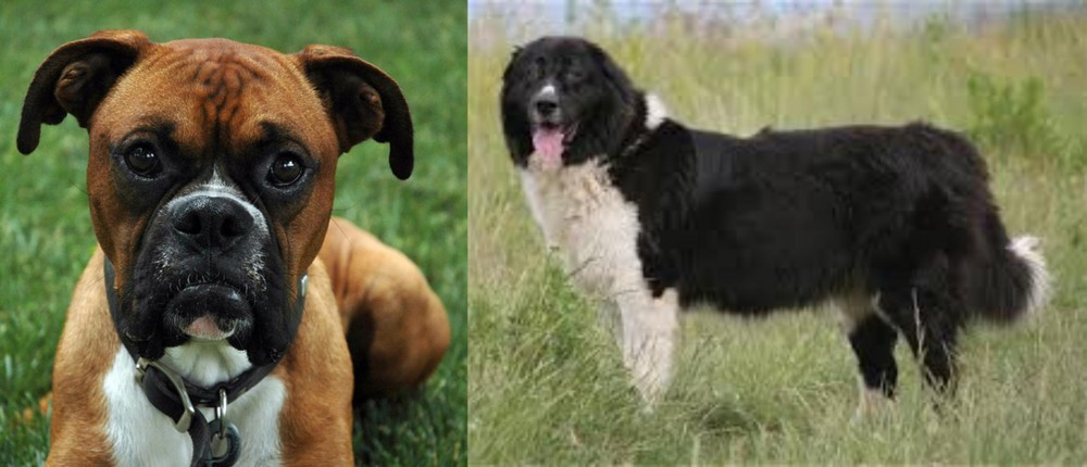 Bulgarian Shepherd vs Boxer - Breed Comparison
