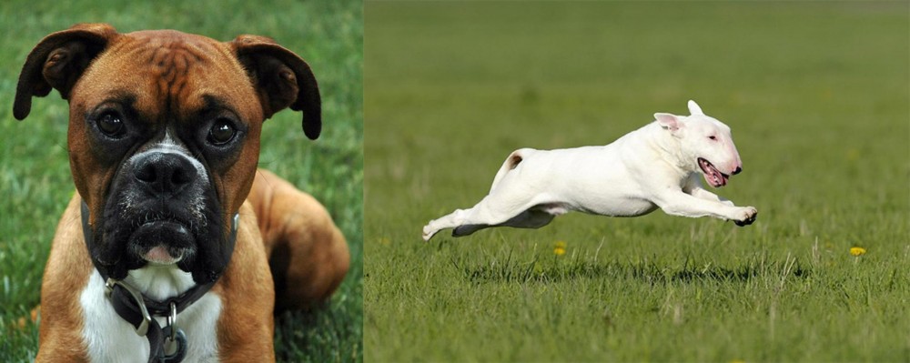 Bull Terrier vs Boxer - Breed Comparison