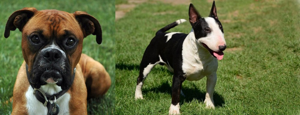 Bull Terrier Miniature vs Boxer - Breed Comparison