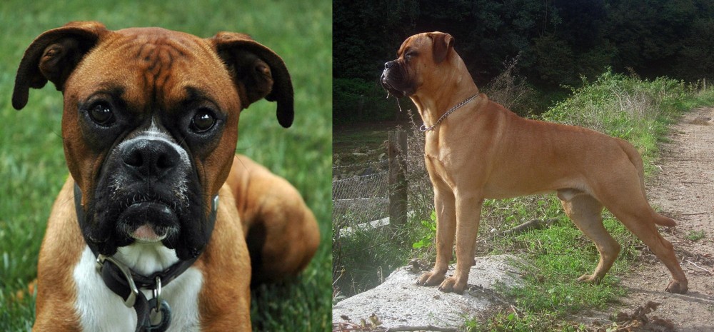 Bullmastiff vs Boxer - Breed Comparison