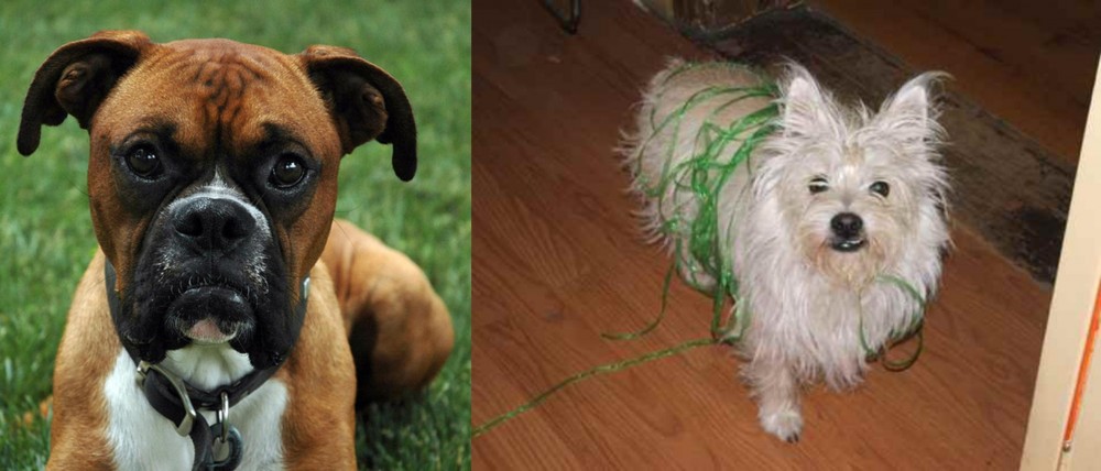 Cairland Terrier vs Boxer - Breed Comparison
