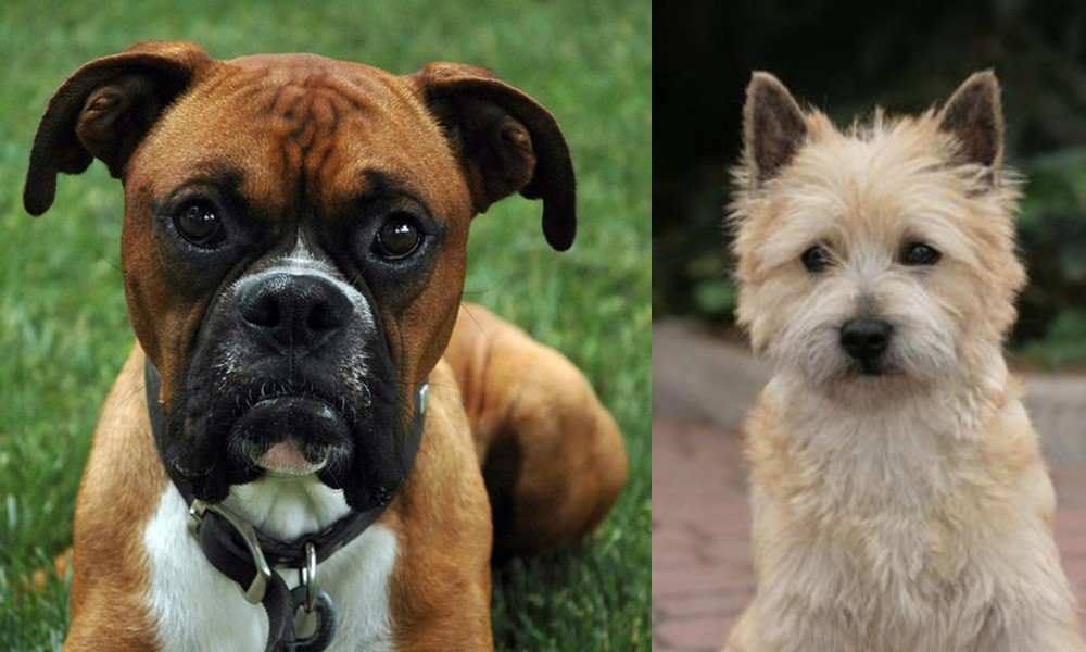 Cairn Terrier vs Boxer - Breed Comparison