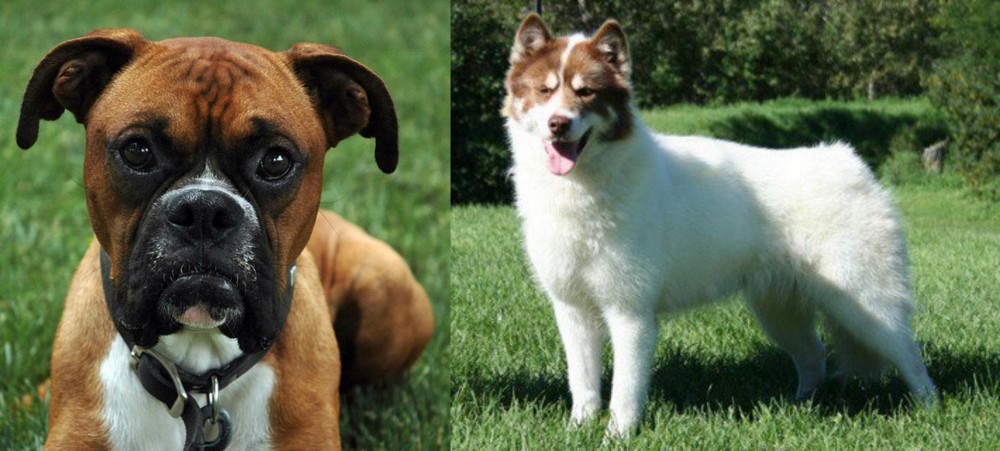 Canadian Eskimo Dog vs Boxer - Breed Comparison