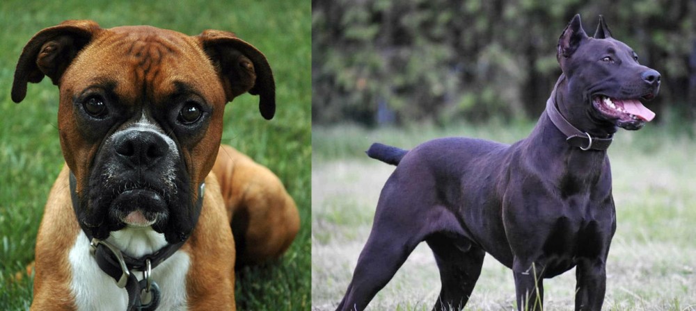 Canis Panther vs Boxer - Breed Comparison