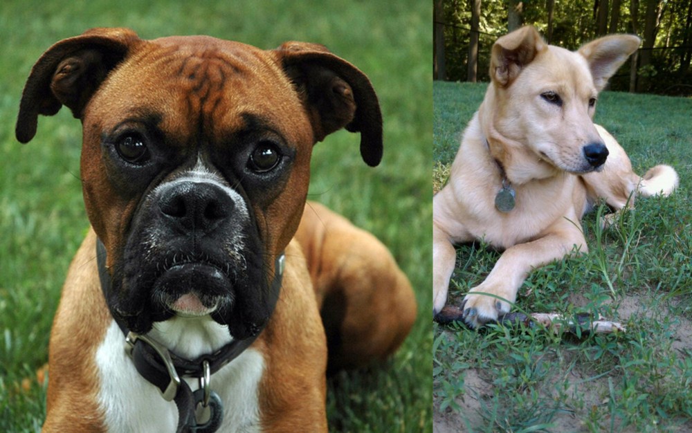 Carolina Dog vs Boxer - Breed Comparison