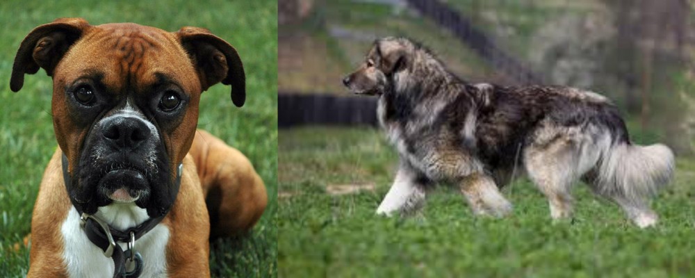 Carpatin vs Boxer - Breed Comparison