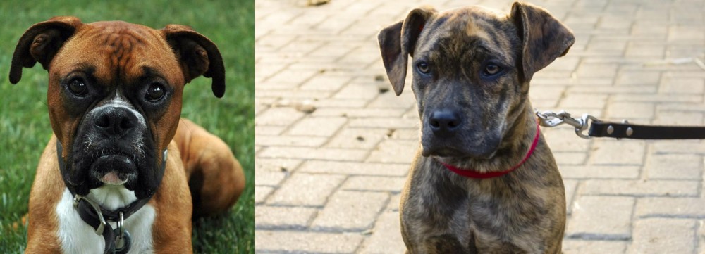 Catahoula Bulldog vs Boxer - Breed Comparison
