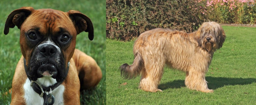 Catalan Sheepdog vs Boxer - Breed Comparison