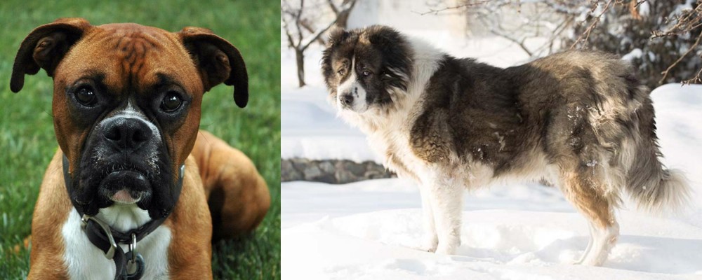 Caucasian Shepherd vs Boxer - Breed Comparison