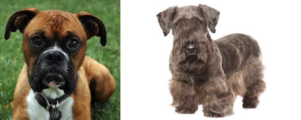 Cesky Terrier vs Boxer - Breed Comparison