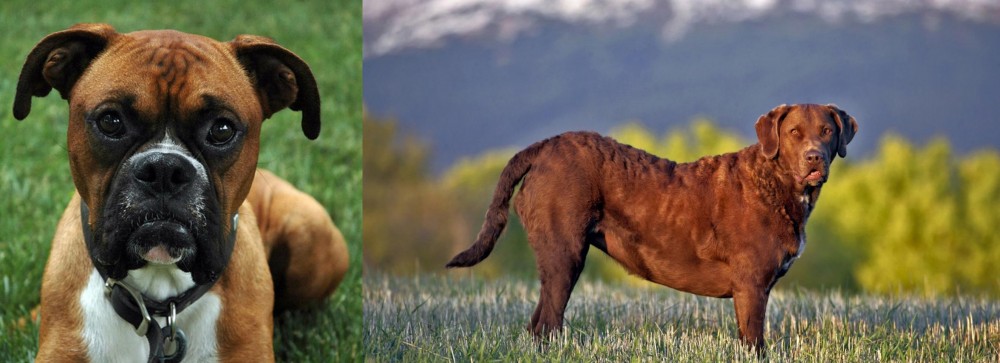 Chesapeake Bay Retriever vs Boxer - Breed Comparison