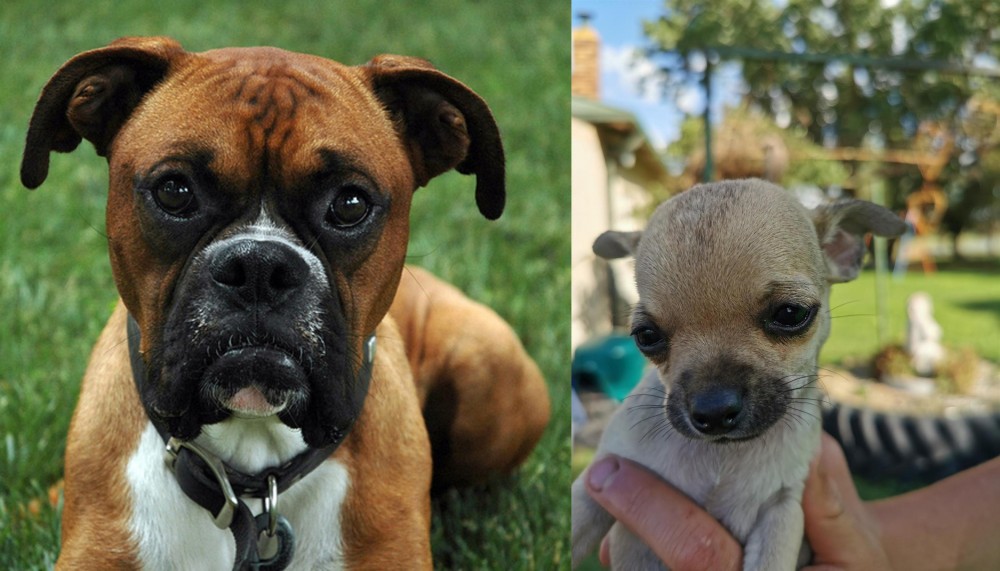 Chihuahua vs Boxer - Breed Comparison