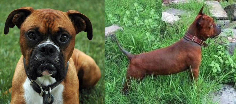 Chinese Chongqing Dog vs Boxer - Breed Comparison