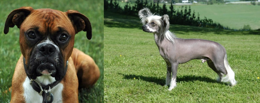 Chinese Crested Dog vs Boxer - Breed Comparison