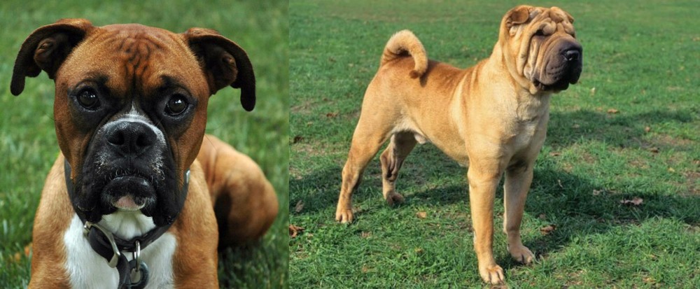 Chinese Shar Pei vs Boxer - Breed Comparison