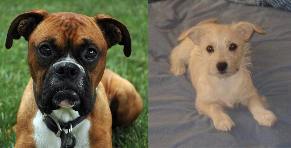 Chipoo vs Boxer - Breed Comparison