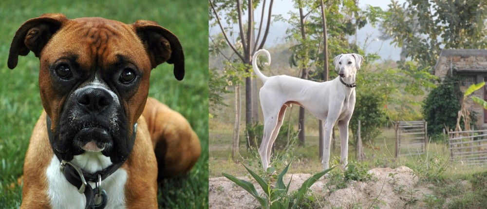 Chippiparai vs Boxer - Breed Comparison