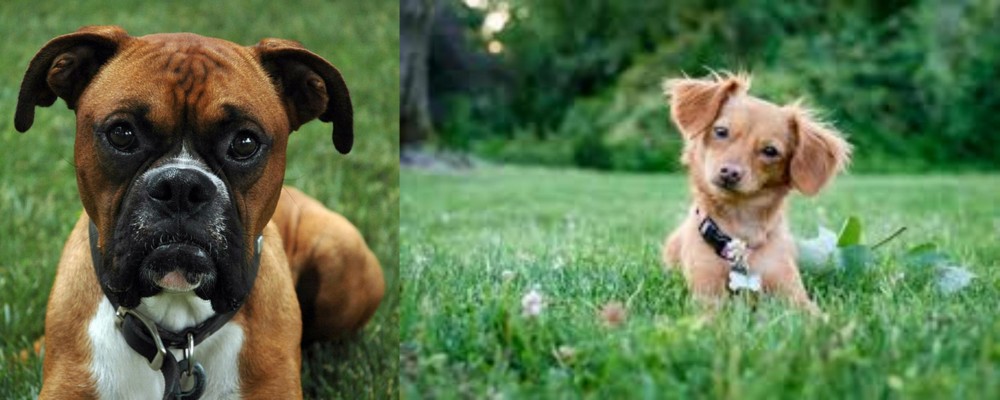 Chiweenie vs Boxer - Breed Comparison