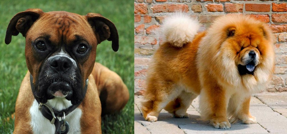 Chow Chow vs Boxer - Breed Comparison
