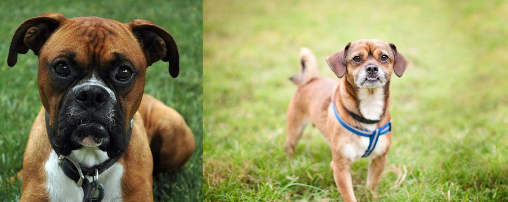 Chug vs Boxer - Breed Comparison