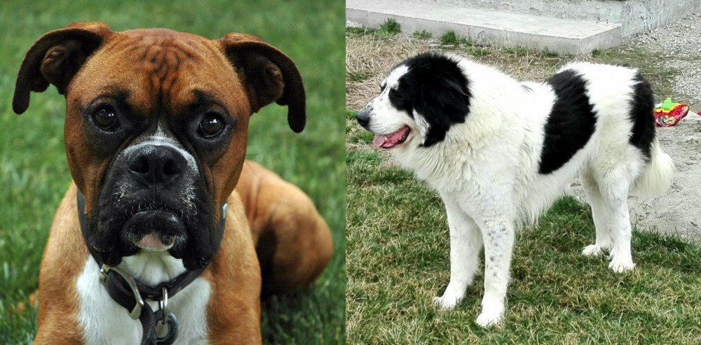 Ciobanesc de Bucovina vs Boxer - Breed Comparison