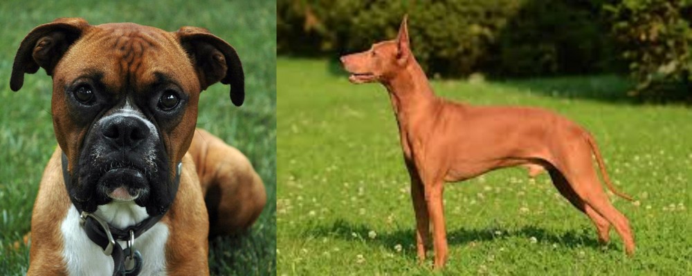 Cirneco dell'Etna vs Boxer - Breed Comparison