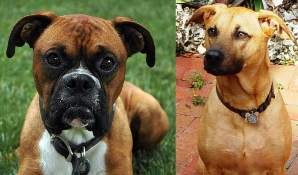 Combai vs Boxer - Breed Comparison