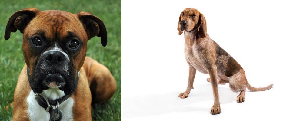 Coonhound vs Boxer - Breed Comparison