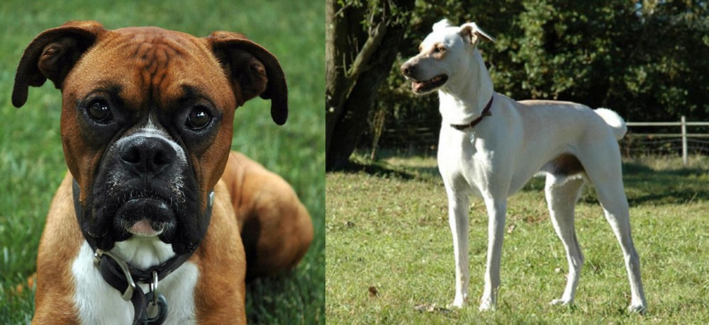 Cretan Hound vs Boxer - Breed Comparison