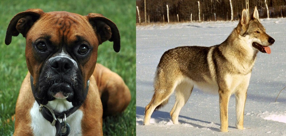Czechoslovakian Wolfdog vs Boxer - Breed Comparison