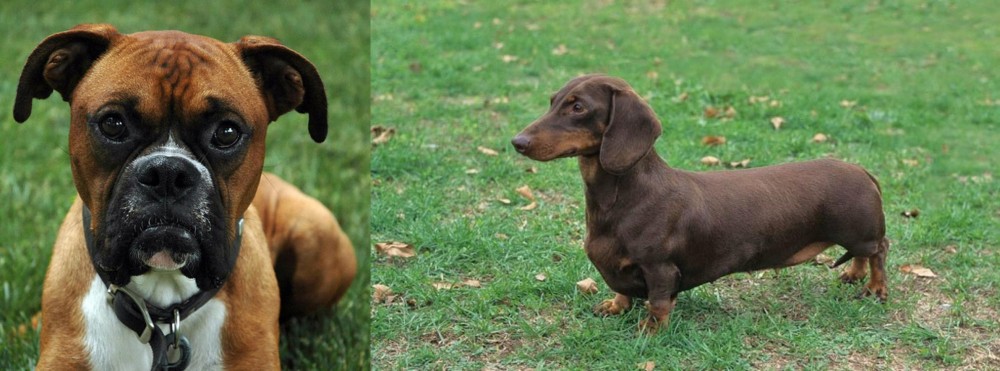 Dachshund vs Boxer - Breed Comparison