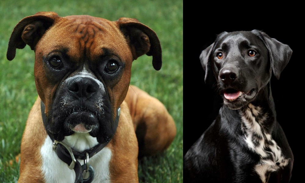 Dalmador vs Boxer - Breed Comparison